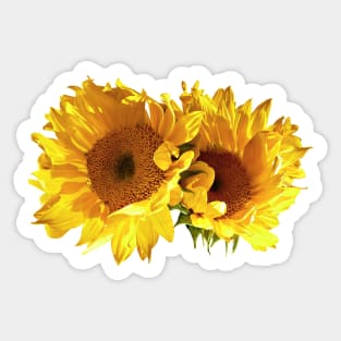 Sunflowers - Naturally Blonde Sunflowers Sticker